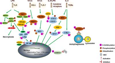 Protein O-GlcNAcylation Regulates Innate Immune Cell Function